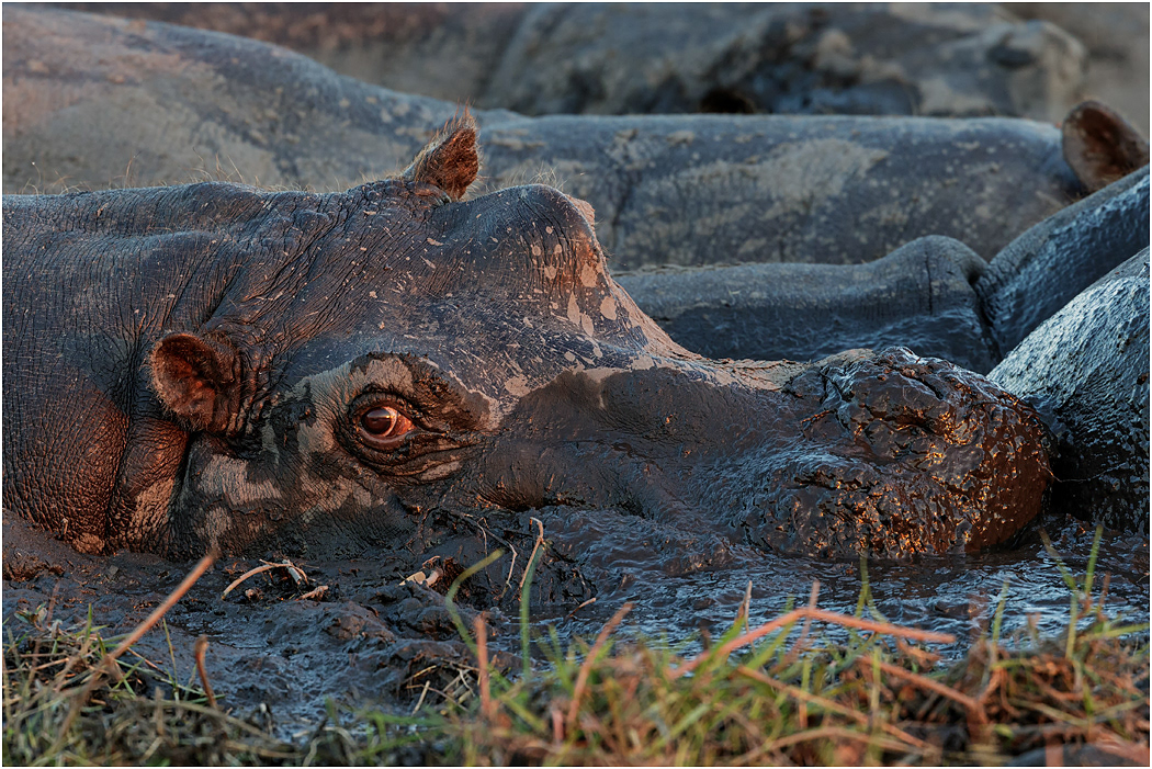 Hippo in mud wallow - Chobe River, Botswana