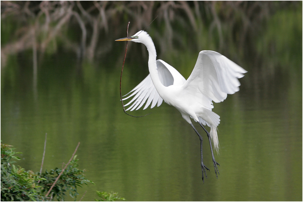 Great Egret returning to nest