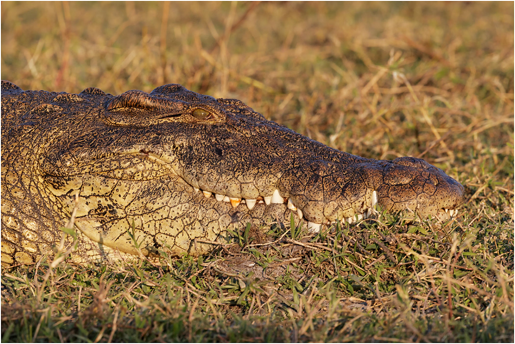 Nile Crocodile close-up - Chobe River, Botswana