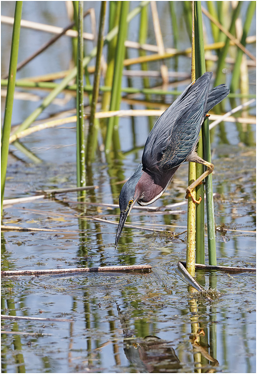 Green Heron, Florida, USA