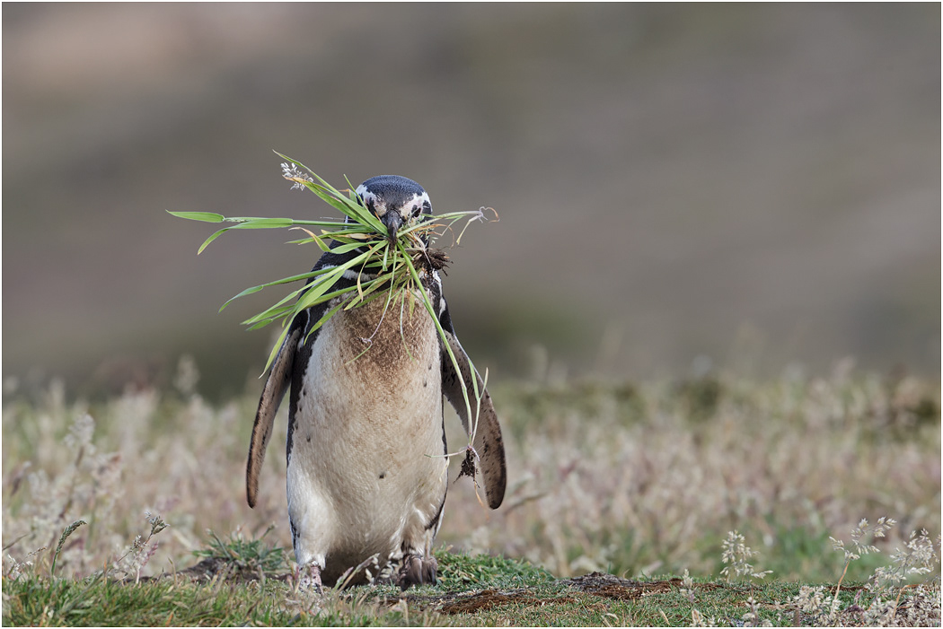 Magellanic Penguin returning to burrow with grass