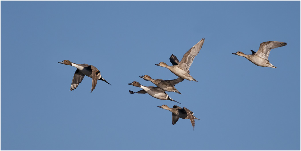Pintail in flight, Bosque del Apache, NM, USA
