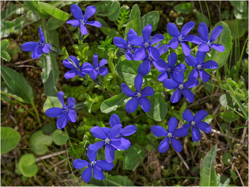 Bavarian Gentian