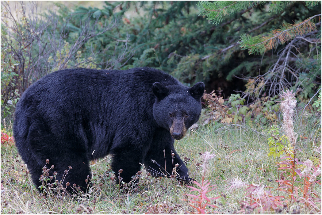 Black Bear, Jasper NP,  Alberta, Canada