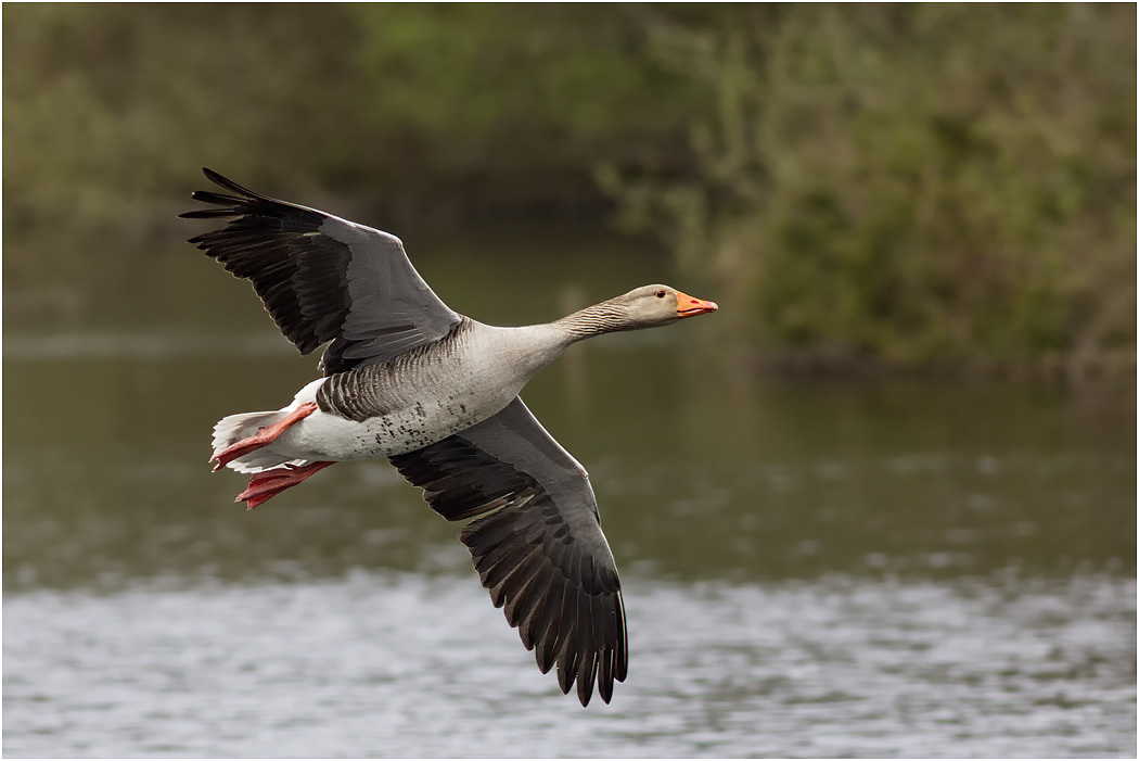 Greylag in flight