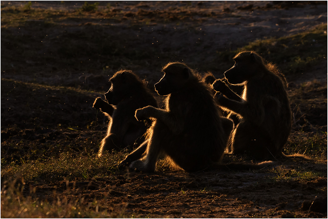 Chacma Baboons backlit by setting sun - Chobe NP, Botswana