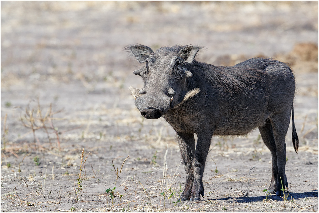 Warthog - Chobe NP, Botswana