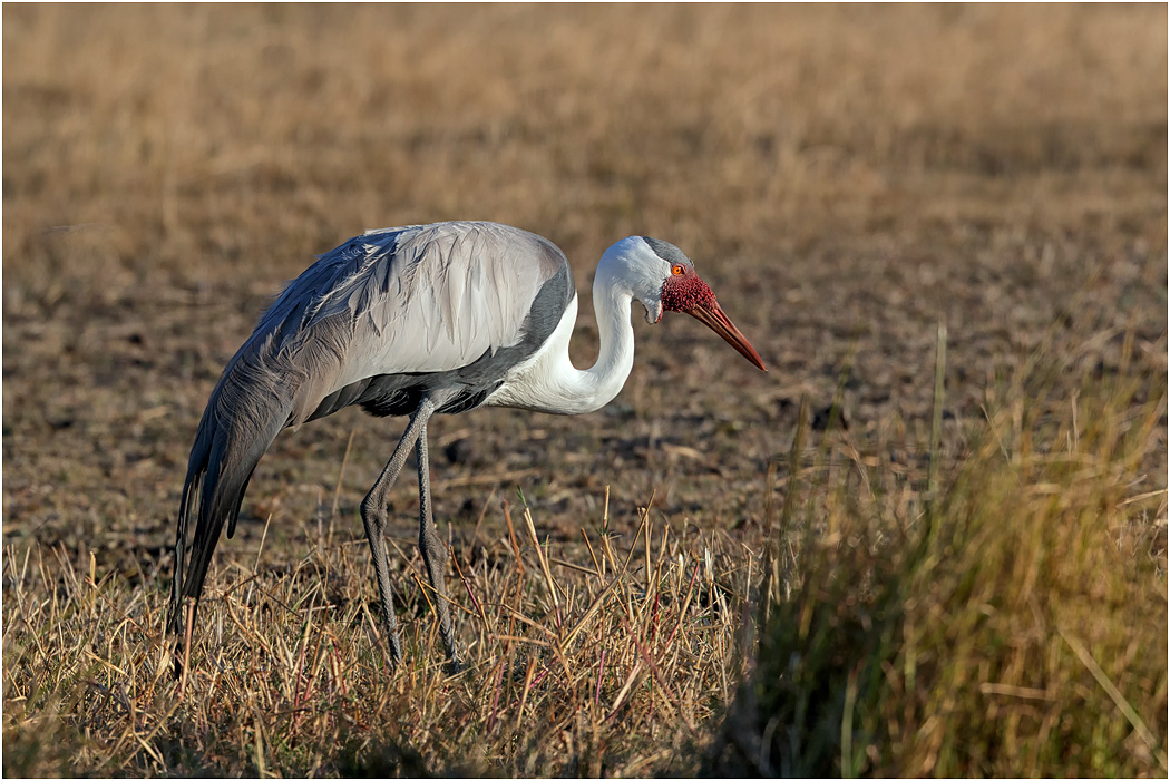 Wattled Crane - Botswana