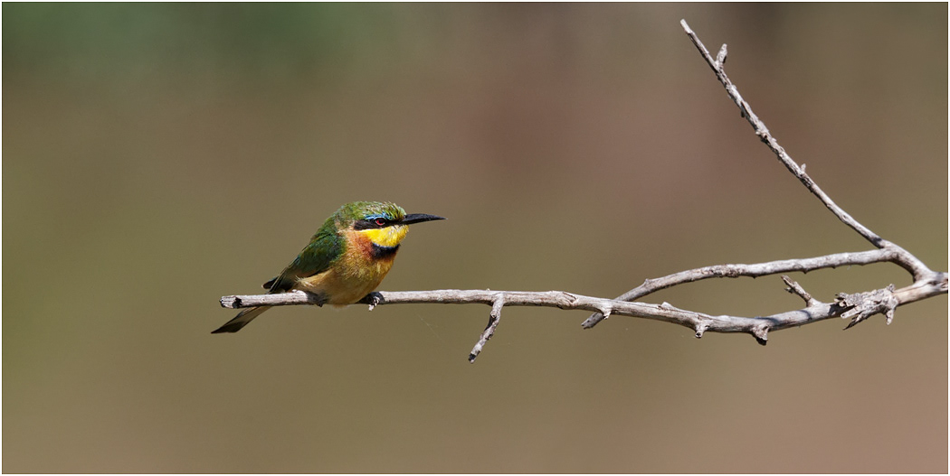 Little Bee-eater - Mara River, Serengeti, Tanzania