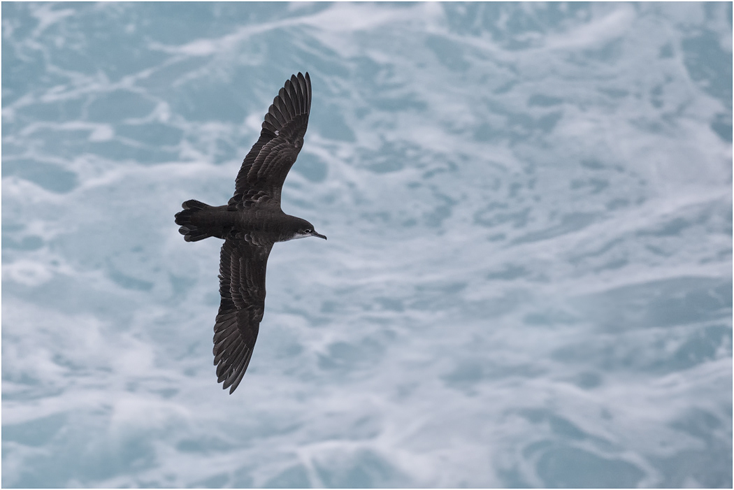 Galapagos Shearwater in flight