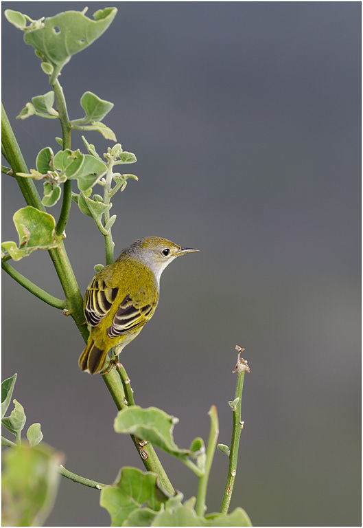 Yellow Warbler, Galapagos Islands