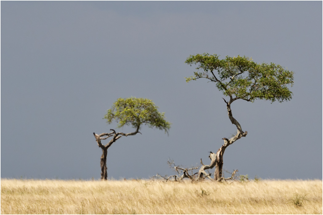 Trees in heat haze - Serengeti, Tanzania