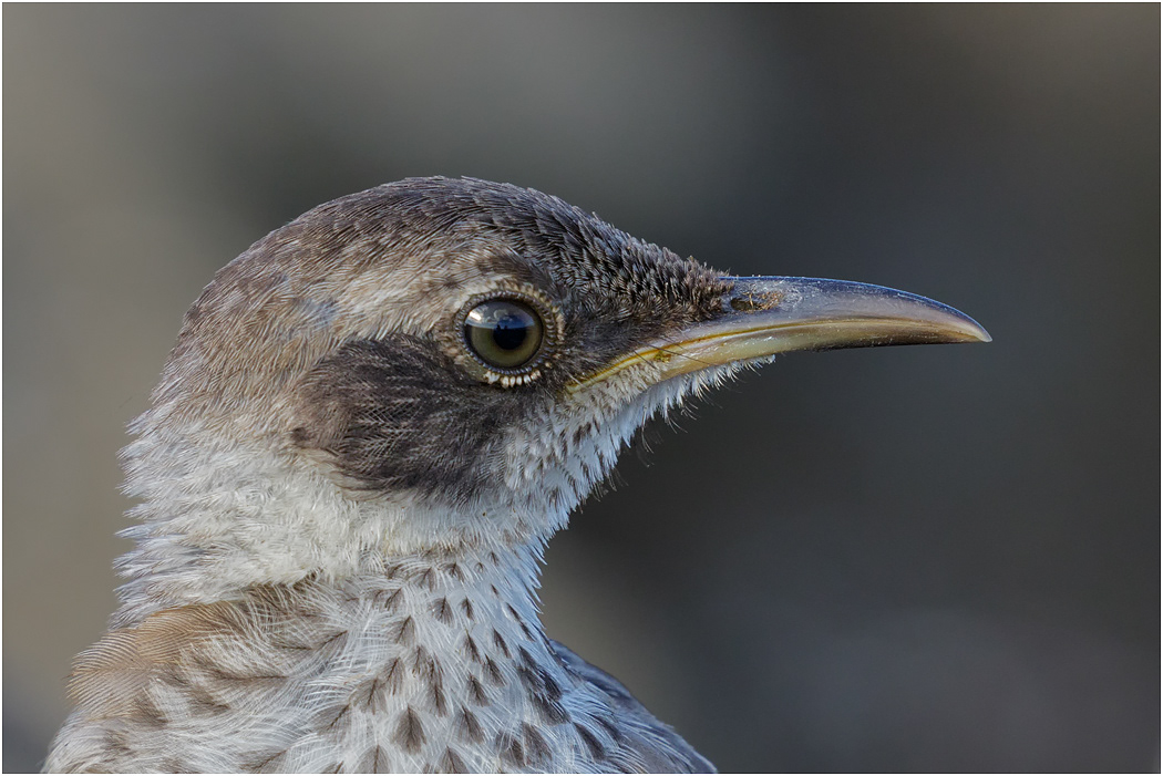 Galapagos Mockingbird