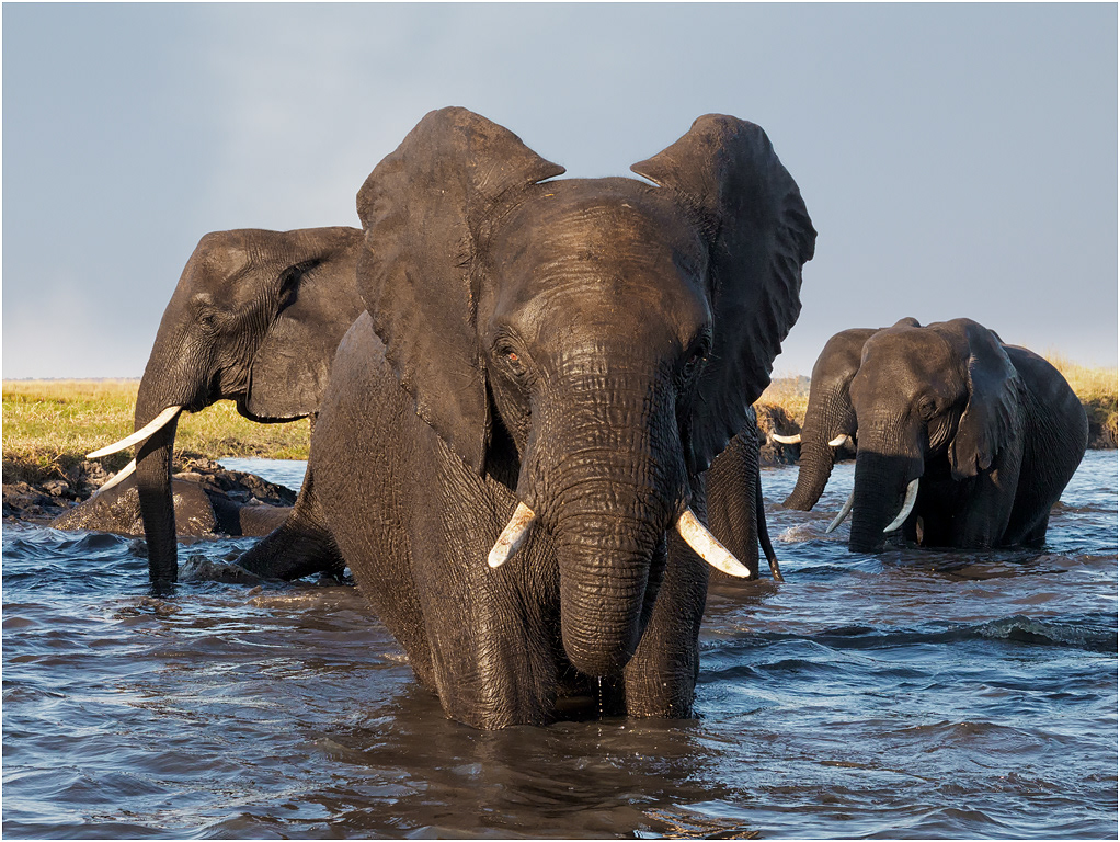 Elephants in the Chobe River, Botswana
