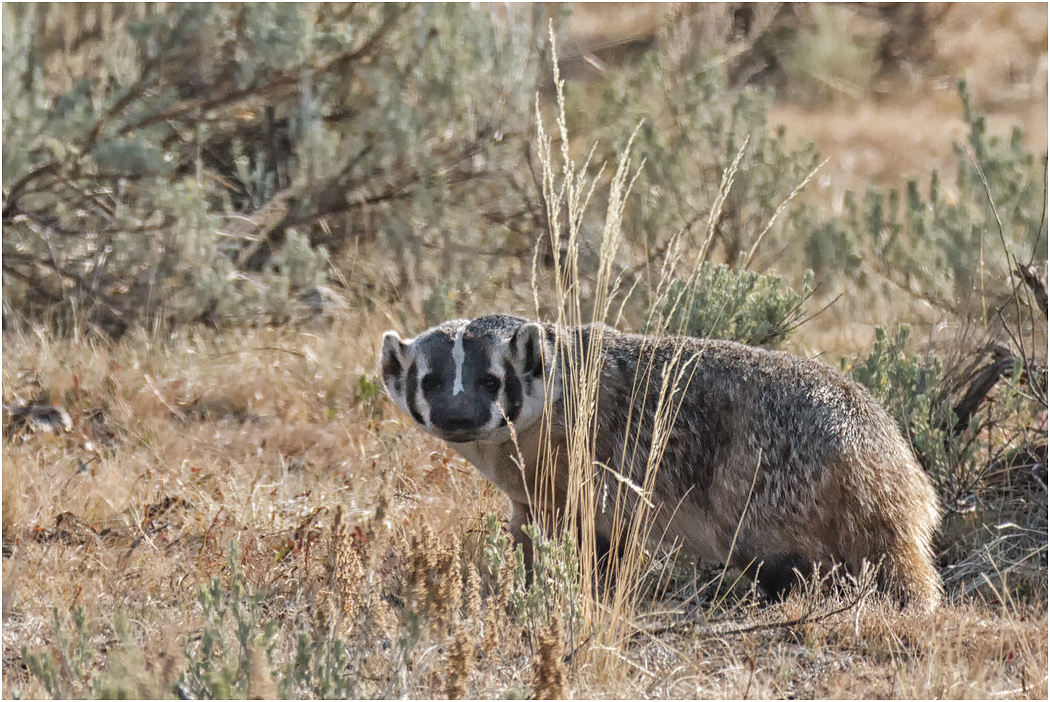 American Badger, Yellowstone NP, Wyoming, USA