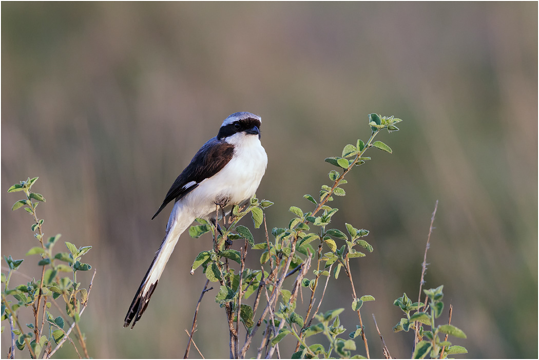 Grey-backed Fiscal Shrike - Serengeti, Tanzania