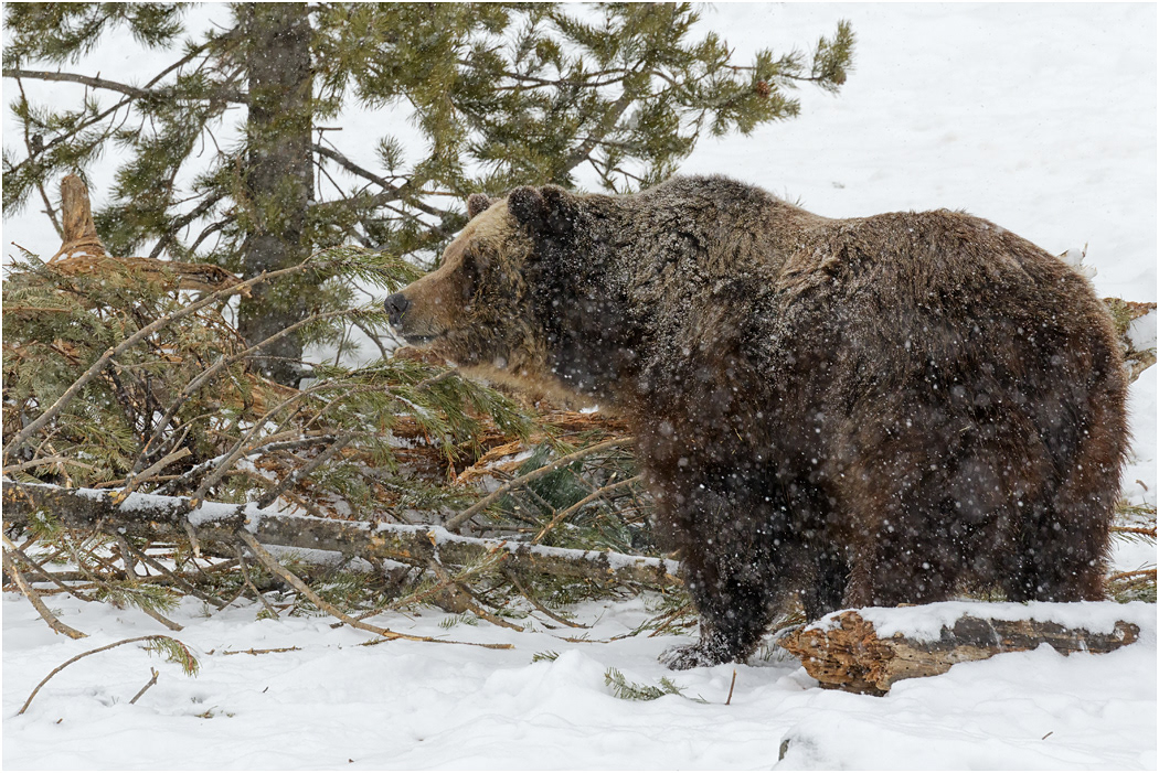 Grizzly Bear looking for food, Montana, USA