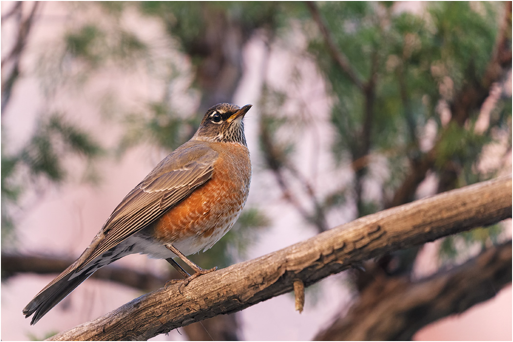 American Robin, Utah, USA