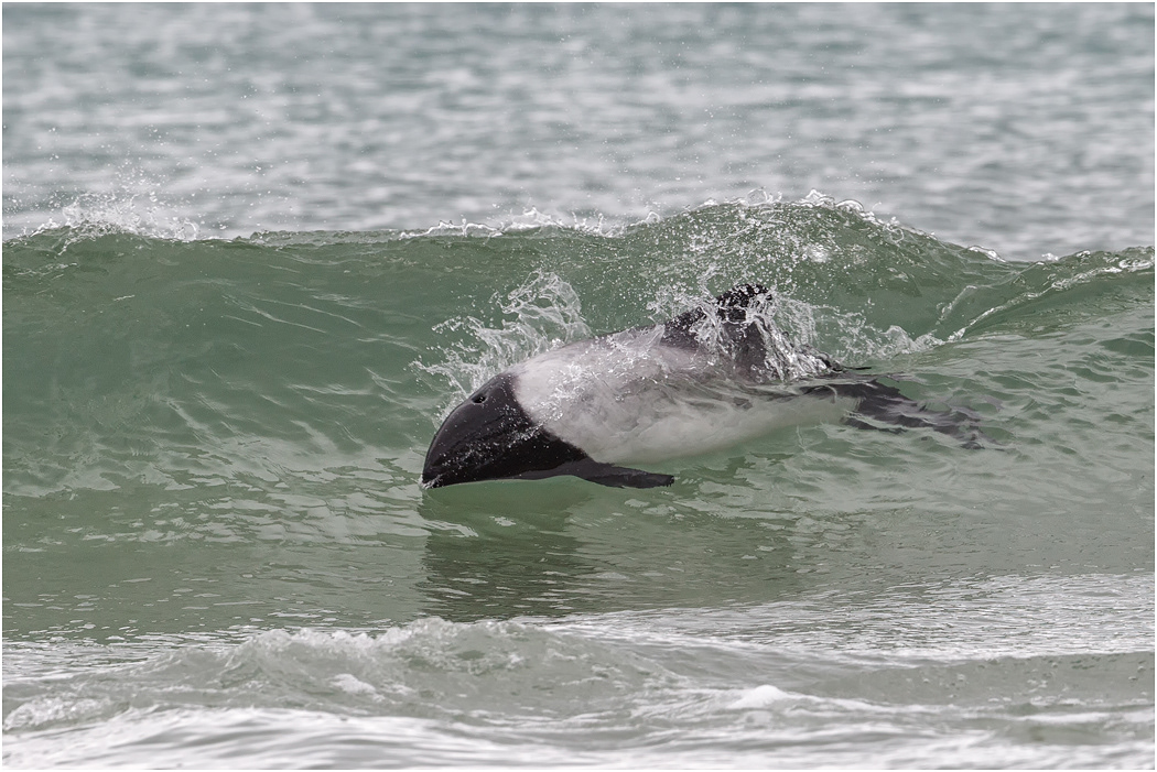 Commerson's Dolphin