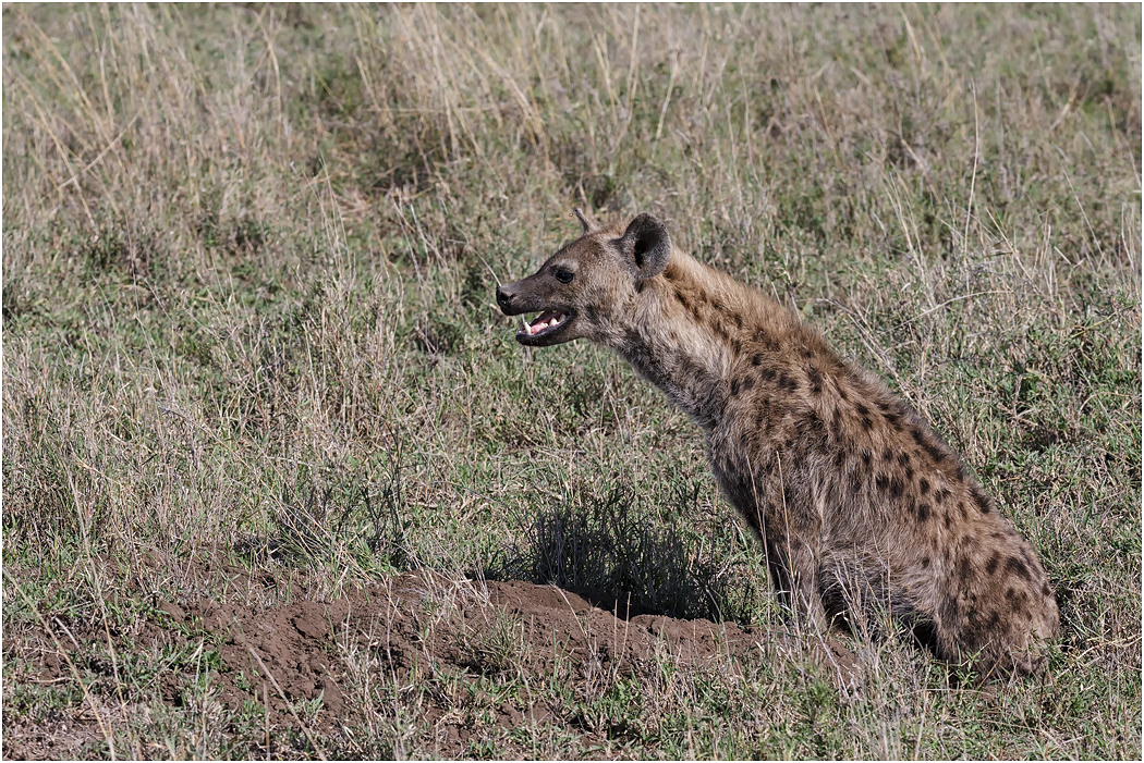 Spotted Hyena - Central Serengeti, Tanzania