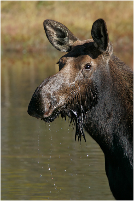 Cow Moose, Teton NP, Wyoming, USA