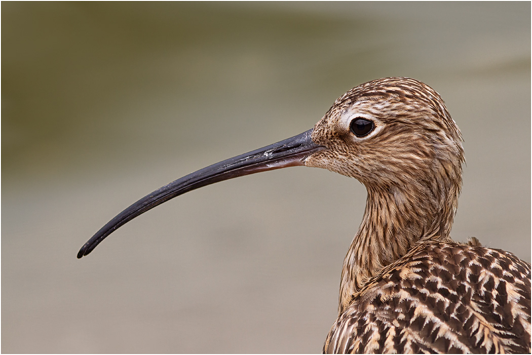 Curlew, portrait