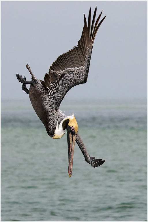 Brown Pelican, Florida, USA