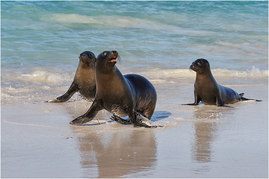 Galapagos Sea Lions coming ashore