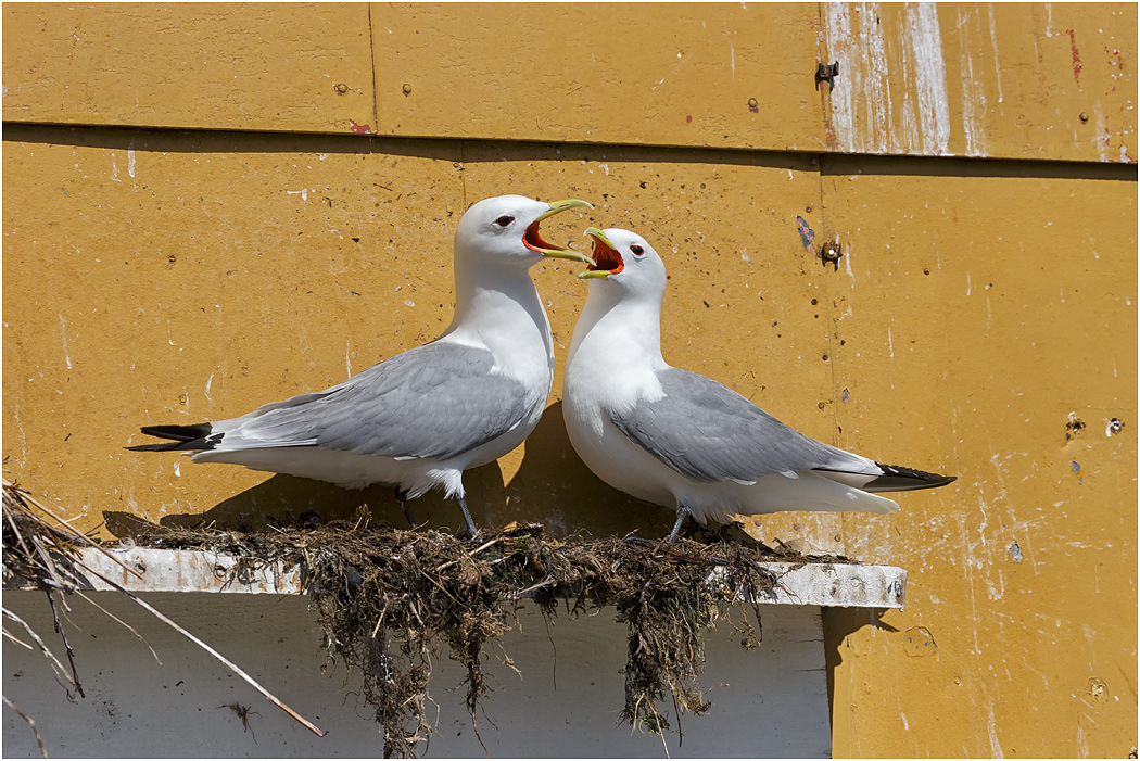 Kittiwake pair at nest, Norway