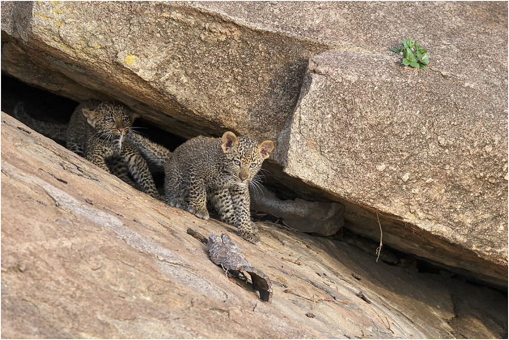 Leopard cub siblings at den - Serengeti, Tanzania