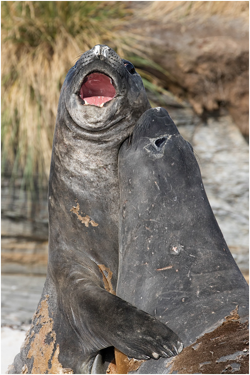 Southern Elephant Seals sparring