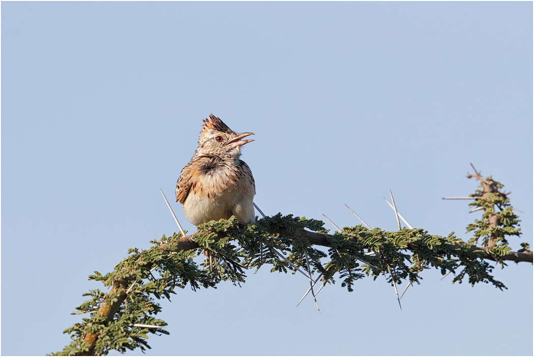 Rufous-necked Lark - Serengeti, Tanzania