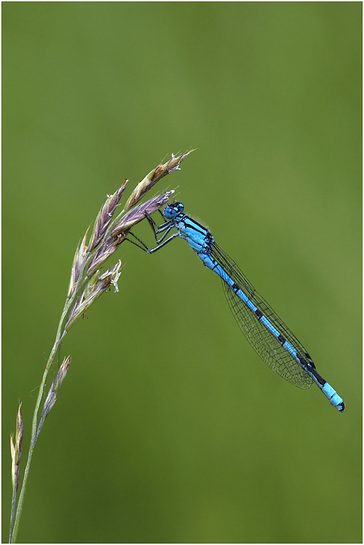 Common Blue Damsel - male