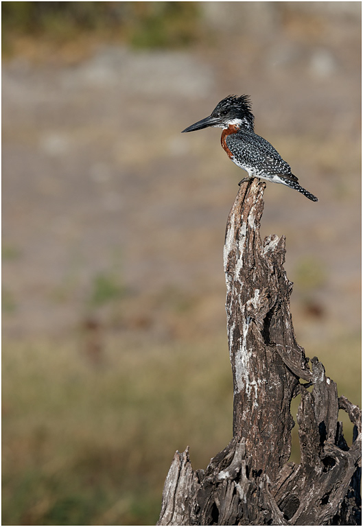 Giant Kingfisher - Chobe River, Botswana