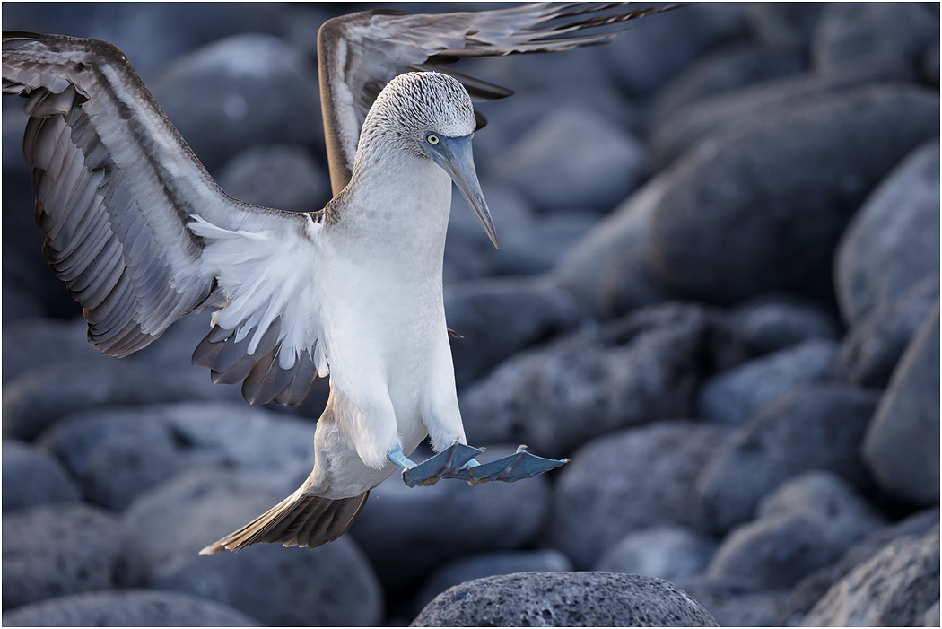 Blue-footed Booby landing, Galapagos Islands