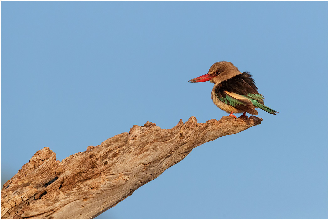 Brown-headed Kingfisher - Chobe River, Botswana