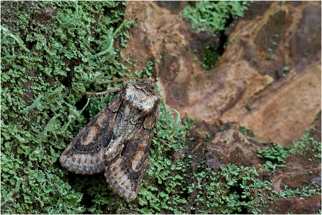 Green-brindled Crescent