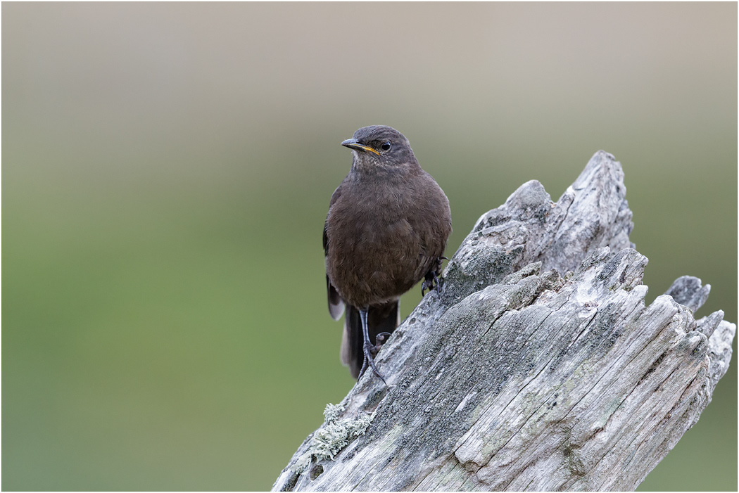 Blackish Cinclodes or Tussac Bird