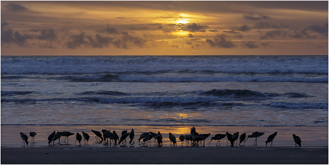 Marbled Godwit, California, USA