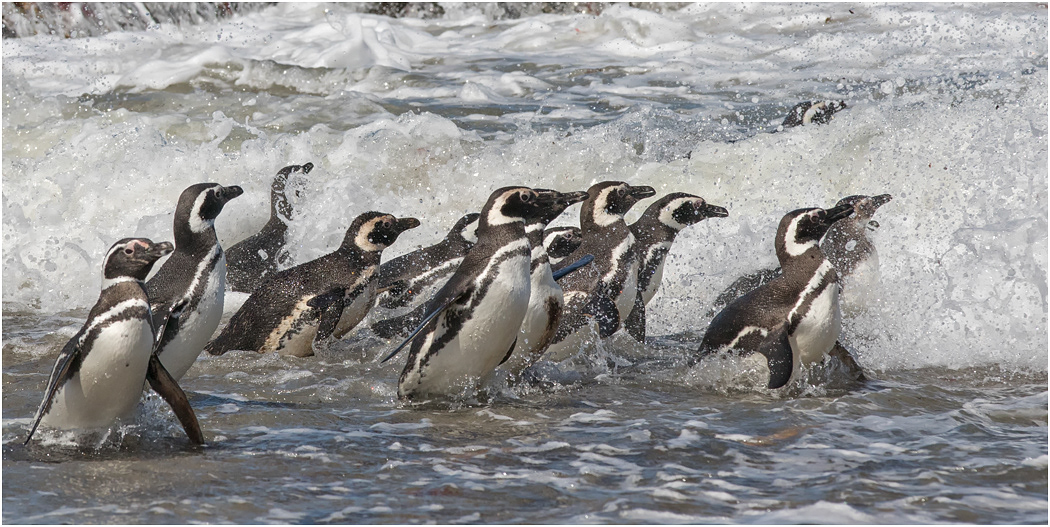 Magellanic Penguins return from sea