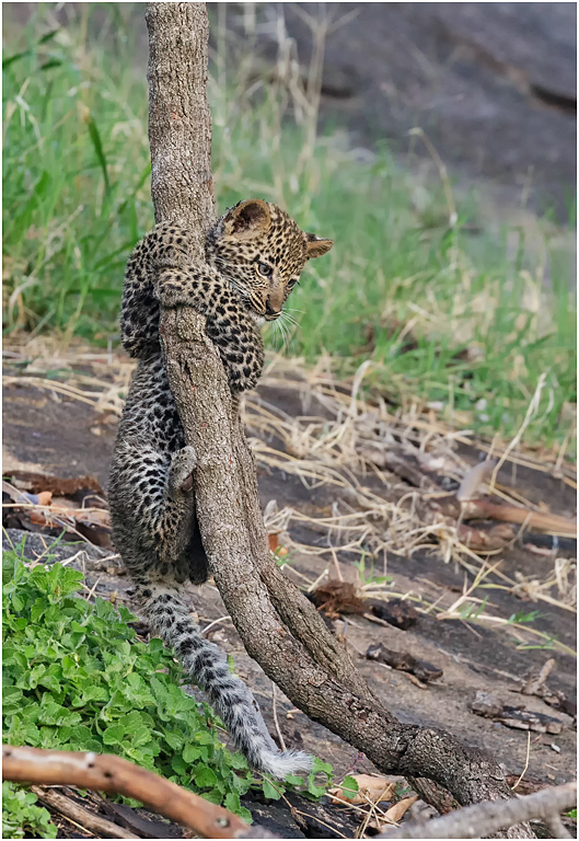 Leopard cub playing - Serengeti, Tanzania