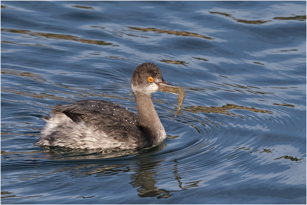 Eared Grebe, Winter plumage, California, USA