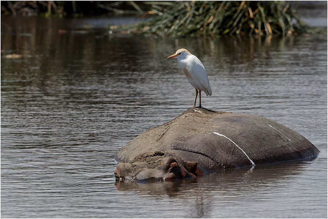 Cattle Egret on Hippo - Ngorongoro Crater, Tanzania