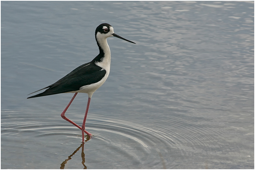 Black-necked Stilt, Florida, USA