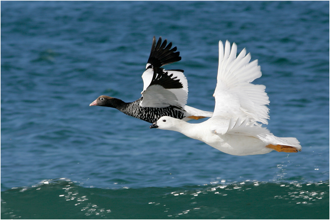 Kelp Goose (pair) in flight