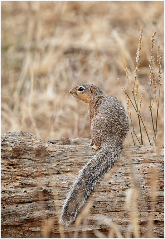 Unstriped Ground Squirrel - Tarangire NP, Tanzania