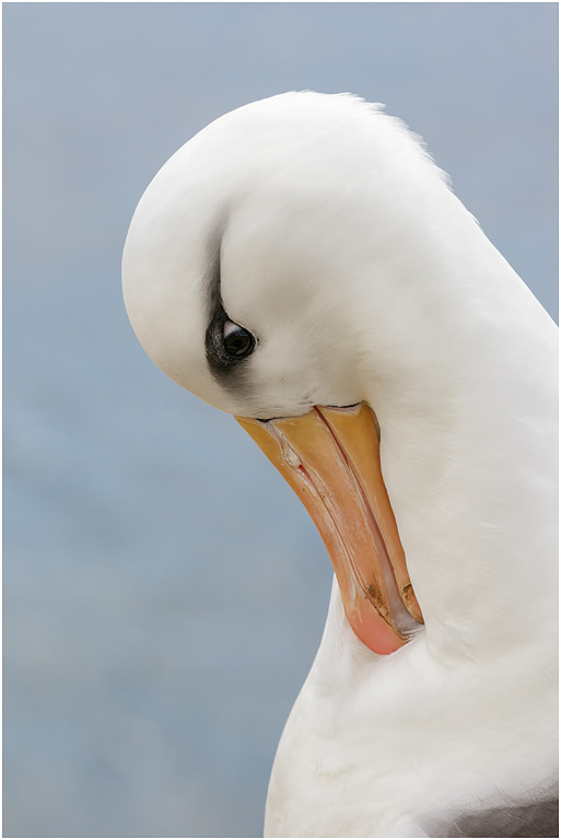 Black-browed Albatross preening