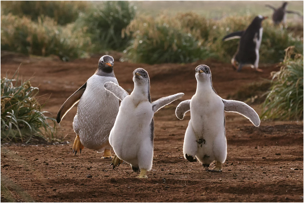 Gentoo Penguin chicks
