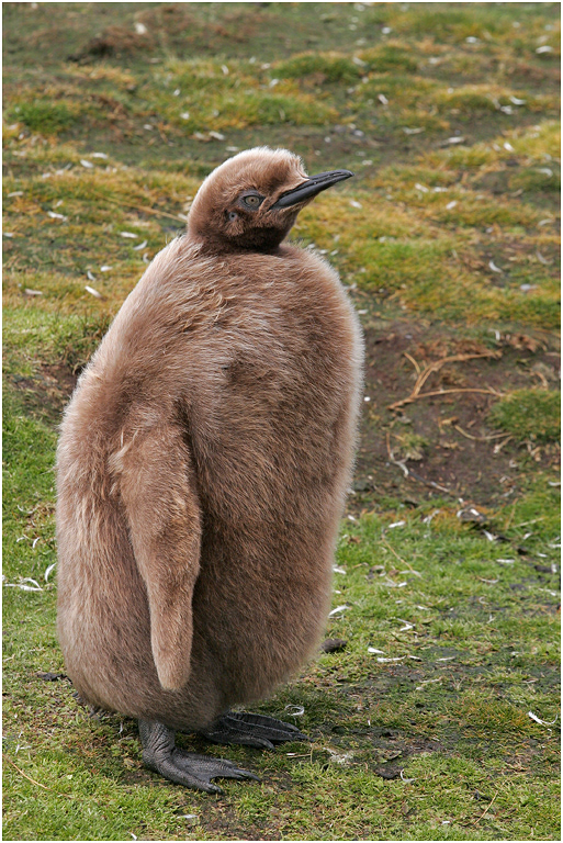 Young King Penguin