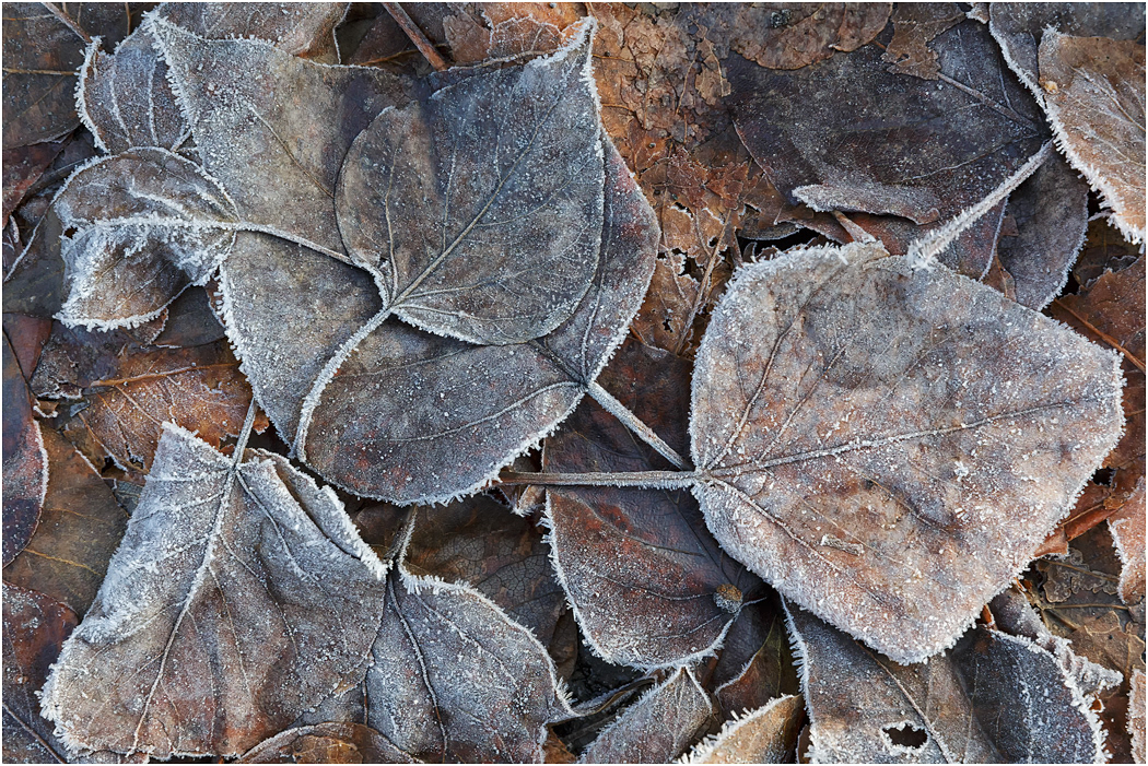 Frost on fallen leaves, Chilkat River, Alaska